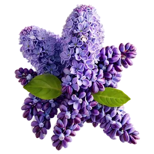 Lilac Delight Png 59 PNG Image