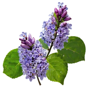 Lilac Field Png 96 PNG Image