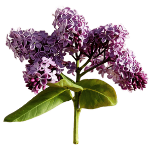 Lilac Flower PNG fdw PNG with transparent background