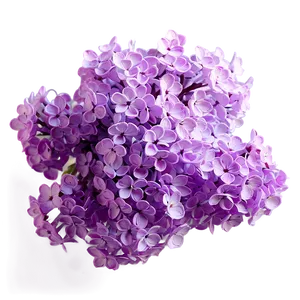 Lilac Glow Png Uuv PNG Image