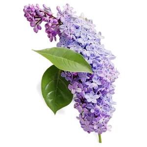 Lilac Haze Png Jje64 PNG Image