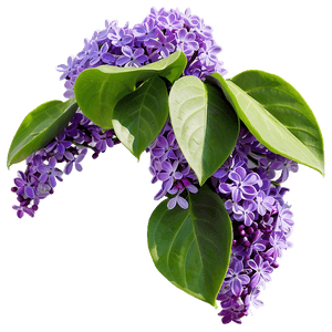 Lilac in Nature PNG 06122024 PNG with transparent background
