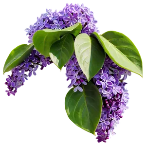 Lilac In Nature Png 06122024 PNG Image