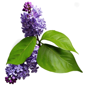 Lilac in Nature PNG aca16 PNG with transparent background