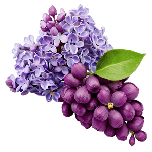Lilac Petal PNG vra PNG with transparent background