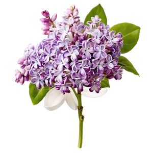 Lilac Scent Png Dra PNG Image