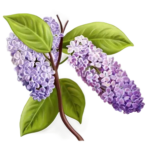 Lilac Shade Png Lgr PNG Image