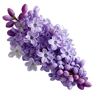 Lilac Wallpaper PNG 55 PNG with transparent background
