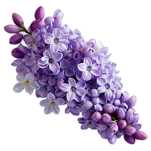 Lilac Wallpaper Png 55 PNG Image