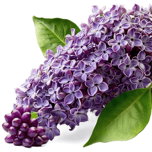 Lilac Wallpaper PNG kkl36 PNG with transparent background