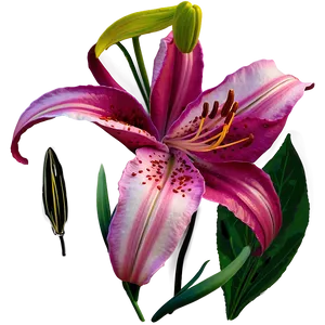 Lilies A PNG Image