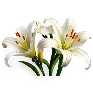 Lilies And Daisies Png Dky PNG Image