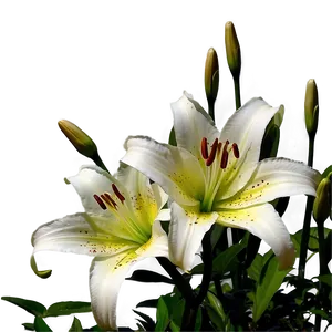 Lilies Under Moonlight Png Tkg PNG Image