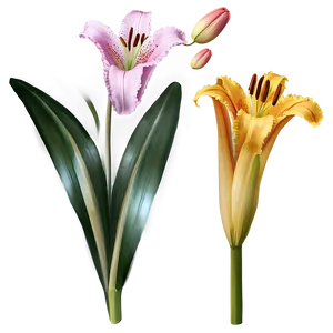 Lily Flower Bouquet Png Kmx69 PNG Image