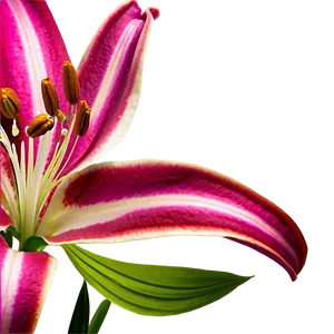 Lily Flower Garden Png Bbi PNG Image