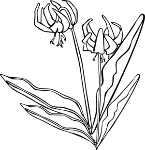 Outline Wild Flowers Png , Transparent Cartoons - Outline Wild Flowers Png, Png Download PNG image with transparent background
