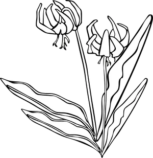 Lily Flower Outline Illustration PNG Image