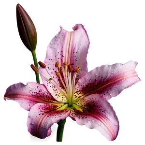 Lily Flower Png 06272024 PNG Image