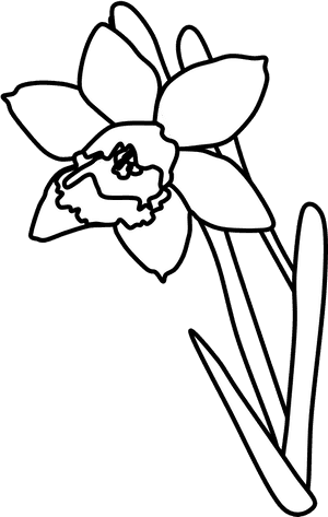 Daffodil, Black And White - Daffodil Cartoon, HD Png Download PNG image with transparent background