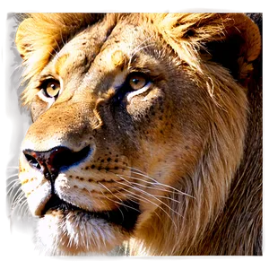 Lion Face In Shadows Png 34 PNG Image