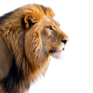 Lion Face Side View Png Gvv PNG Image