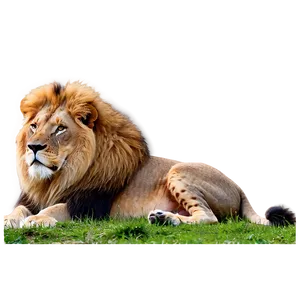 Lion In Natural Habitat Png Evy26 PNG Image