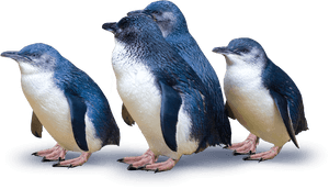 Group Of Penguins - Little Blue Penguins New Zealand, HD Png Download PNG image with transparent background