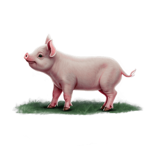 Little Piglet Drawing PNG 06202024 PNG image with transparent background