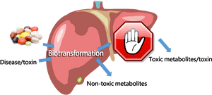 Liver Biotransformation Process PNG with transparent background