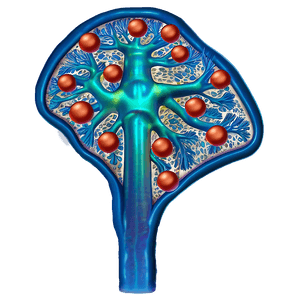 Liver Cells Hepatic PNG 29 PNG with transparent background