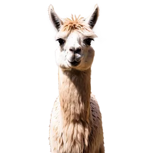 Llama And Sunset Png 45 PNG Image