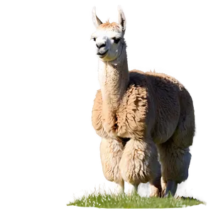 Llama In Field Png Sim PNG Image