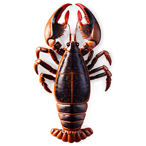 Lobster Drawing PNG 05212024 PNG image with transparent background