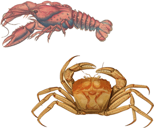 Lobster Transparent Background Png - Cancer Lobster, Png Download PNG image with transparent background