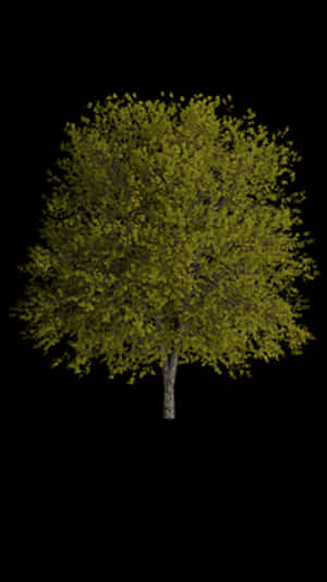 Lone Tree Black Background PNG image with transparent background