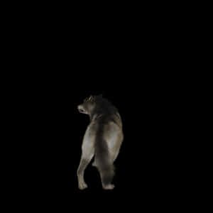 Lone Wolf Howlingin Darkness PNG image with transparent background