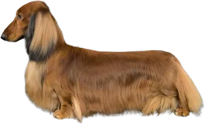 Long Haired Dachshund Profile PNG Image