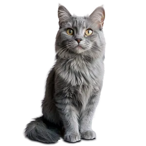 Long-haired Grey Cat Png Yjo PNG Image