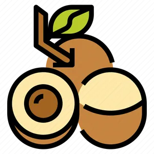 Longan Fruit Vector Illustration PNG Image