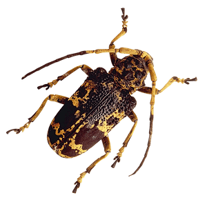 Longhorn Beetle Camouflage Pattern PNG image with transparent background