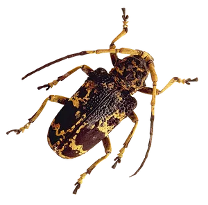 Longhorn Beetle Camouflage Pattern PNG Image