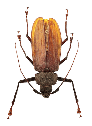 Longhorn Beetle Specimen PNG image with transparent background