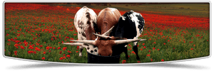 Cattle, HD Png Download PNG with transparent background