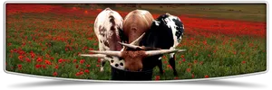 Longhorn Cattle Feedingin Poppy Field PNG Image