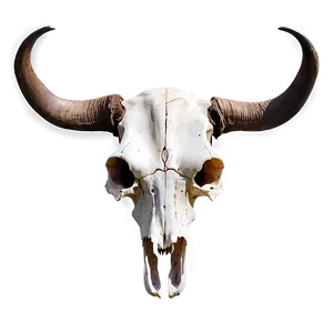 Longhorn Skull Illustration Png 06292024 PNG Image