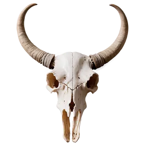 Longhorn Skull With Horns Png 52 PNG Image