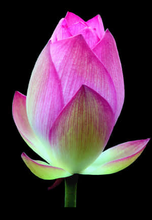 lotus PNG PNG Images