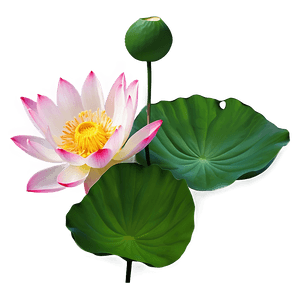 Lotus Flower Transparent PNG wjs24 PNG