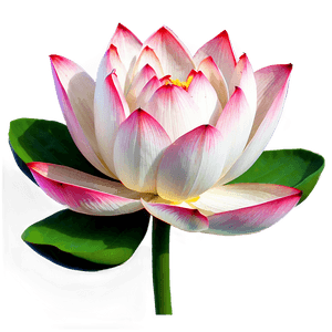 Lotus Flower Transparent PNG xku PNG