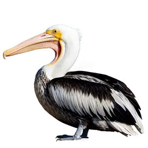 Louisiana Pelican Png 37 PNG Image